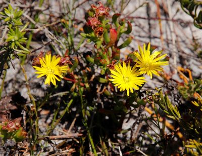 Lampranthus promontorii, photographed by Tony Rebelo