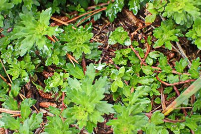 Laurembergia repens, photographed by Di Turner