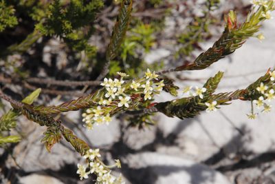 Struthiola ciliata, photographed by Tony Rebelo