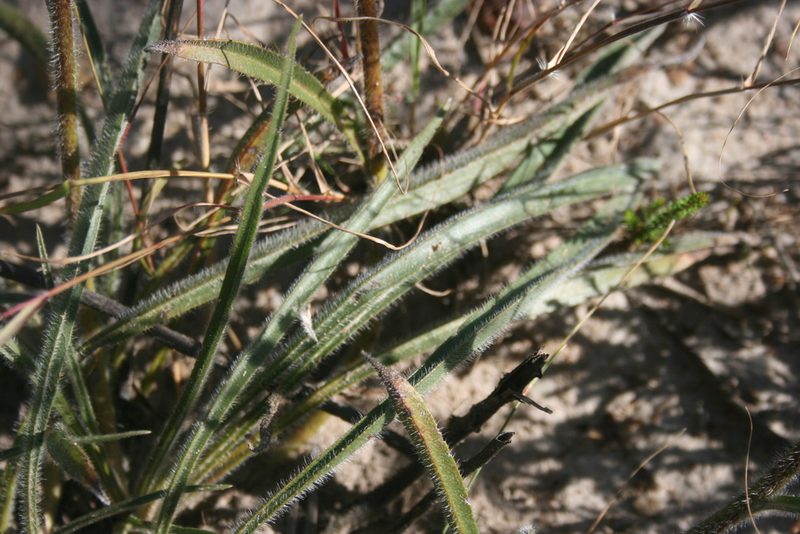 Echiostachys incanus, photographed by Jacques van der Merwe