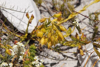 Polygala bracteolata, photographed by Tony Rebelo