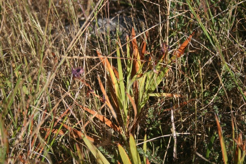 Babiana regia, photographed by Jacques van der Merwe