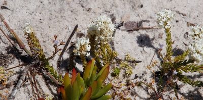 Dischisma ciliatum, photographed by Tony Rebelo