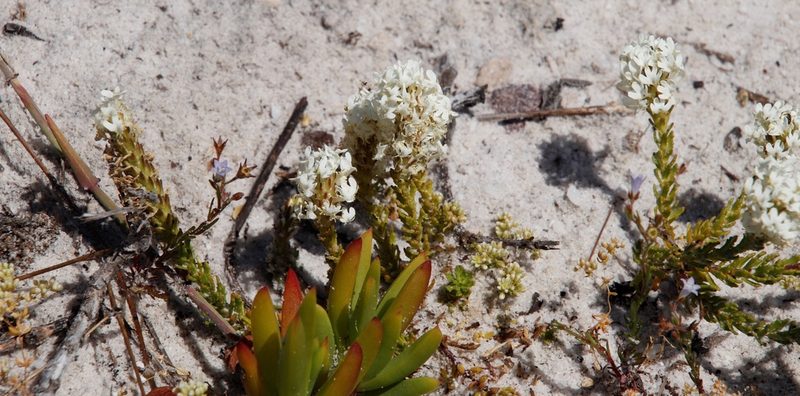Adenogramma glomerata, photographed by Tony Rebelo