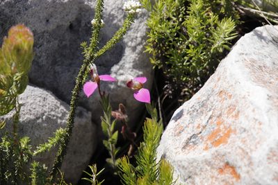 Polygala bracteolata, photographed by Tony Rebelo