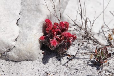 Hyobanche sanguinea, photographed by Tony Rebelo