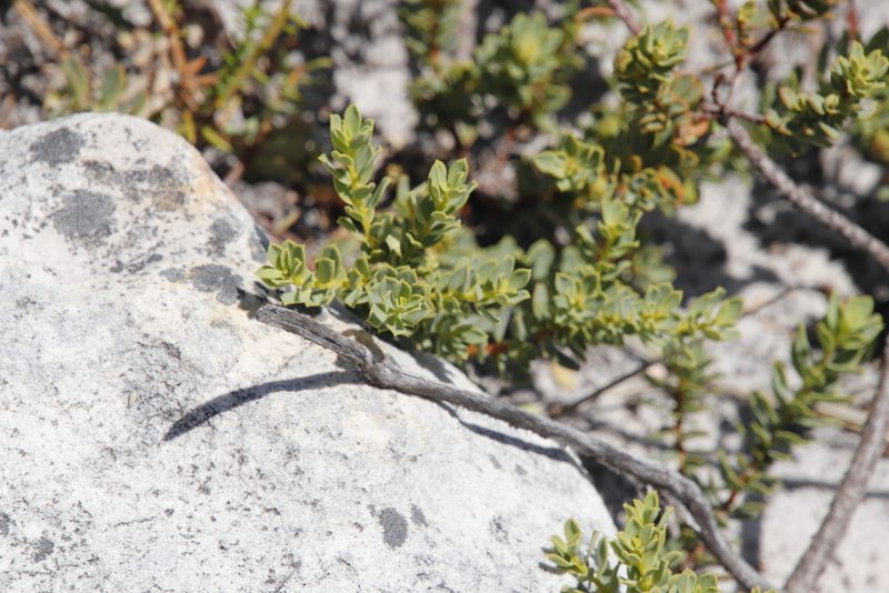 Clutia alaternoides, photographed by Tony Rebelo