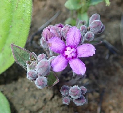 Raphionacme hirsuta, photographed by Peter Warren