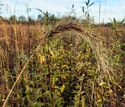 Elymus canadensis, photographed by aarongunnar