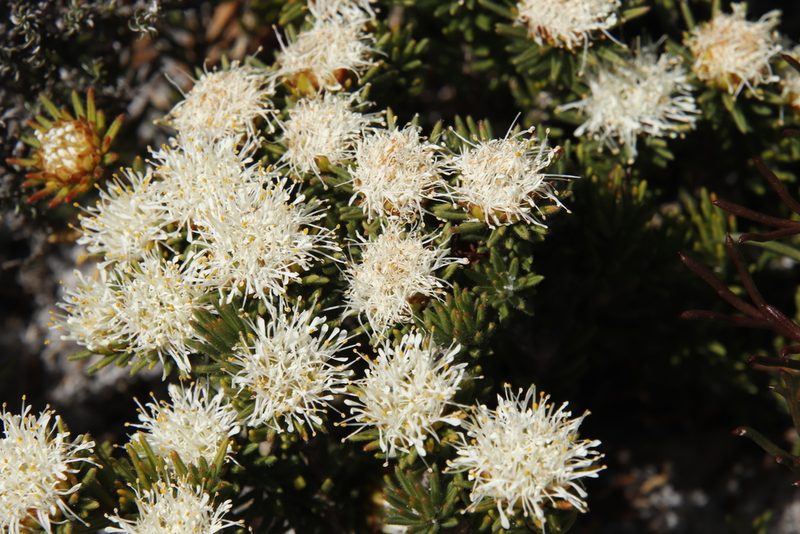Agathosma hookeri, photographed by Tony Rebelo