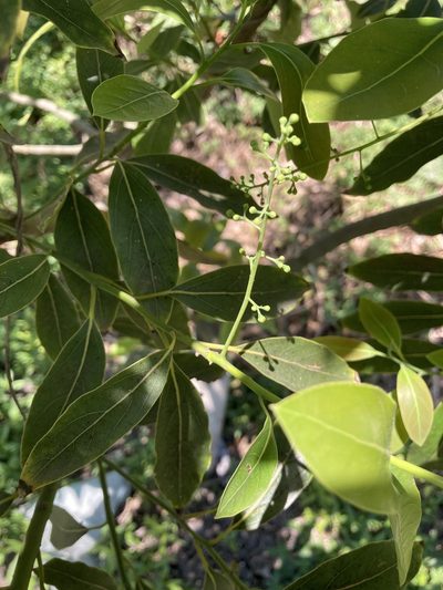 Ocotea acutifolia, photographed by Facundo Chieffo