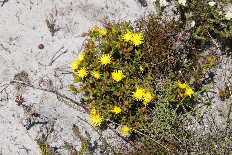 Lampranthus promontorii, photographed by Tony Rebelo