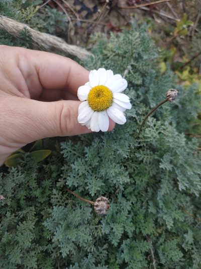 Anthemis cupaniana, photographed by Tim Johnson