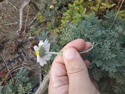 Anthemis cupaniana, photographed by Tim Johnson