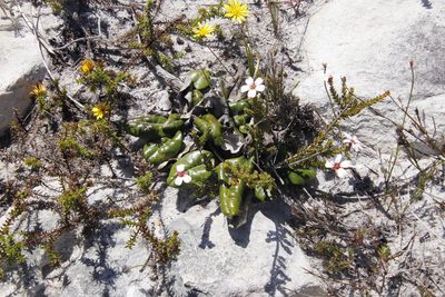 Cullumia setosa, photographed by Tony Rebelo