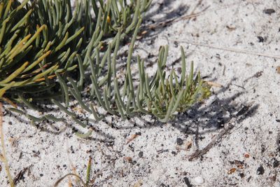 Lebeckia meyeriana, photographed by Tony Rebelo