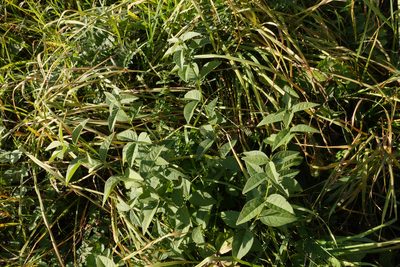 Vicia unijuga, photographed by Oleg Kosterin