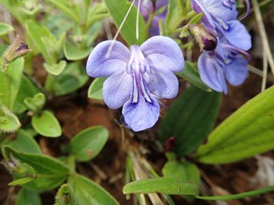 Rotheca hirsuta, photographed by Peter Warren