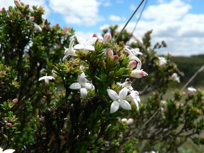 Arcytophyllum thymifolium, photographed by Fabien Anthelme
