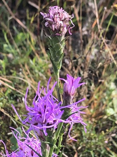 Liatris bracteata, photographed by Andy Jordan