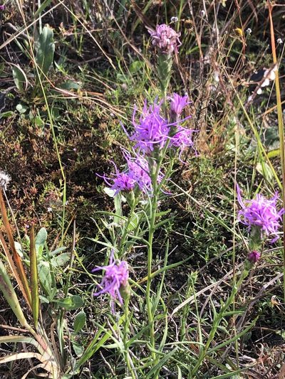Liatris bracteata, photographed by Andy Jordan