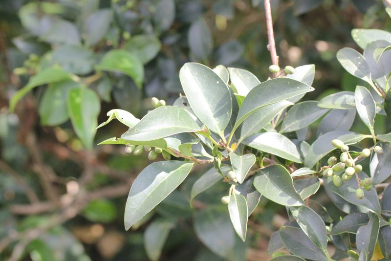 Ligustrum liukiuense, photographed by Agnes Trekker