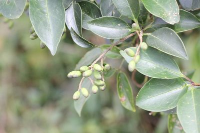 Ligustrum liukiuense, photographed by Agnes Trekker