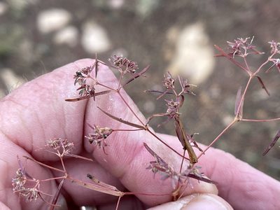 Euphorbia revoluta, photographed by CK2AZ
