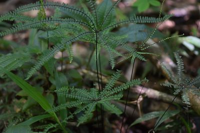 Adiantopsis radiata, photographed by veronica