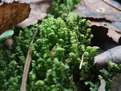 Plagiochila asplenioides, photographed by eustreptospondylus