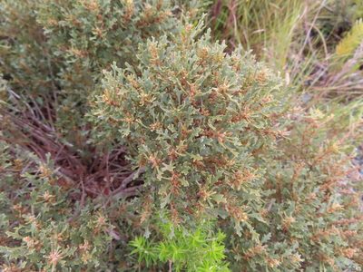 Myrica quercifolia, photographed by linkie