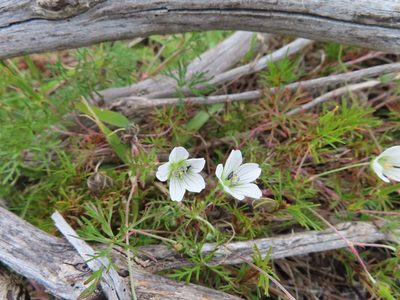 Geranium incanum, photographed by linkie