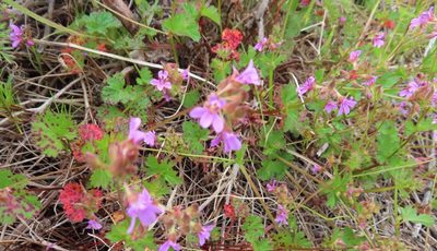 Pelargonium grossularioides, photographed by linkie