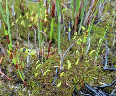 Rosulabryum torquescens, photographed by linkie