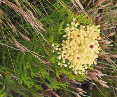 Berzelia alopecuroides, photographed by linkie