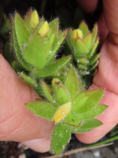 Gnidia humilis, photographed by linkie