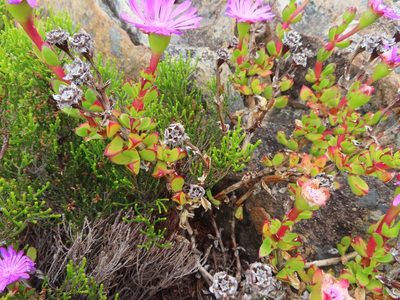 Erepsia inclaudens, photographed by linkie