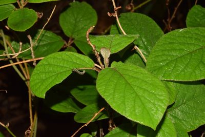 Diospyros villosa, photographed by Sunčana Bradley