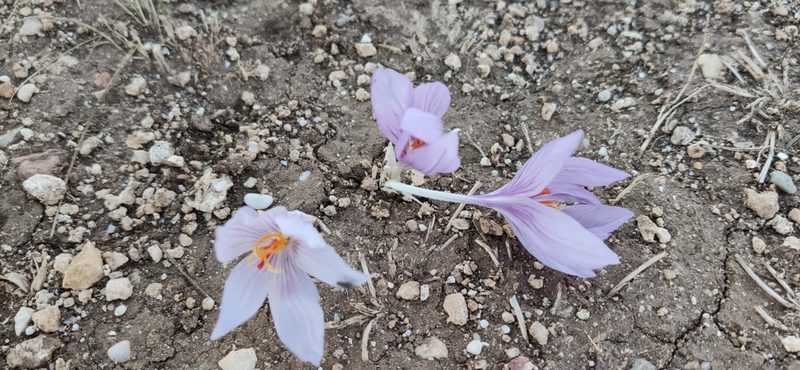Crocus pallasii, photographed by Denis Ibaev