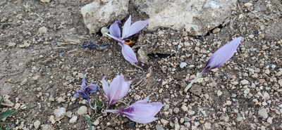 Crocus pallasii, photographed by Denis Ibaev