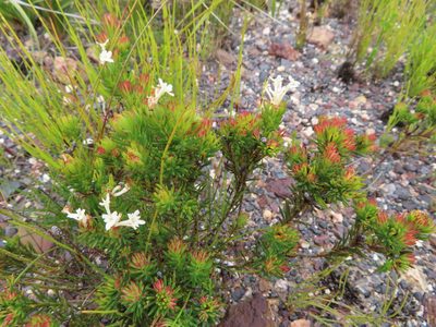 Gnidia pinifolia, photographed by linkie