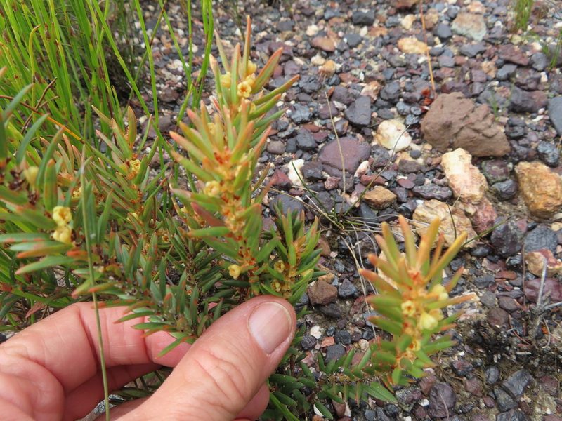 Clutia polygonoides, photographed by linkie