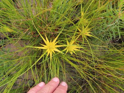 Ficinia radiata, photographed by linkie
