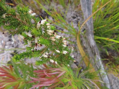 Erica imbricata, photographed by linkie