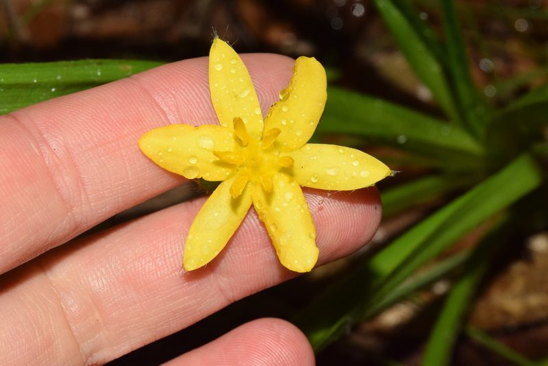 Hypoxis angustifolia, photographed by Sunčana Bradley