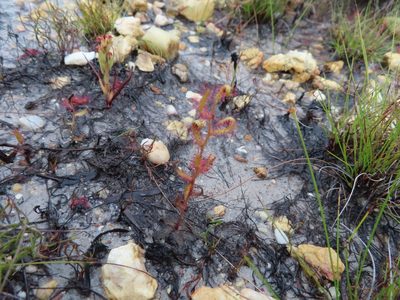 Drosera cistiflora, photographed by linkie