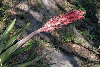 Aechmea distichantha, photographed by Hugo Hulsberg