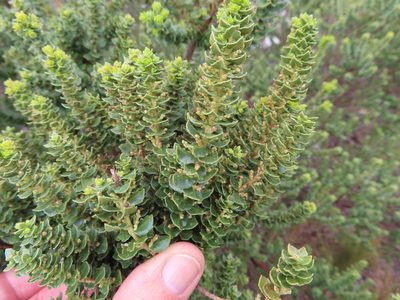 Myrica cordifolia, photographed by linkie