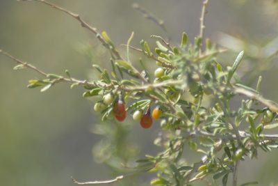 Lycium chilense, photographed by veonatura
