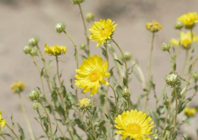Grindelia chiloensis, photographed by veonatura